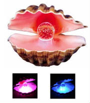 shelln.jpg